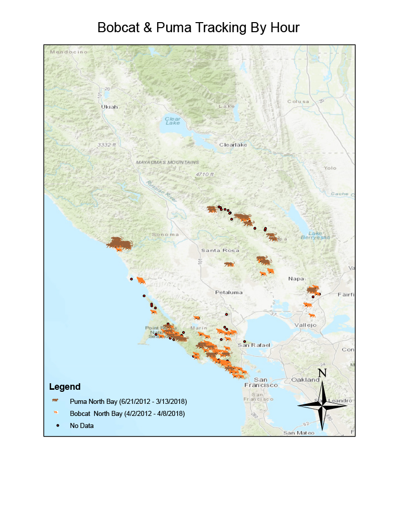 Bobcat and Puma tracking — North Bay detail